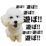 白くてモフモフのビアンカです！②