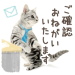 働くアメリカンショートヘア