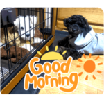 こいぬのブルーネくんとレオーネ君