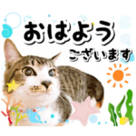 ファニーなニャンズ 2021 卒業にゃんこ1
