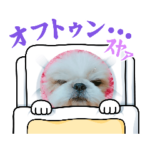 うちの愛犬ミッキー