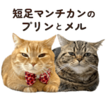 短足マンチカンのプリンとメル