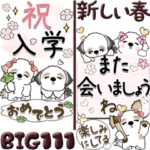 シーズー犬 111『それぞれの春』