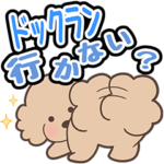 トイプーのメイちゃんの日常