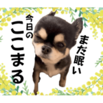 チワワ『ここまる。』の可愛いスタンプ