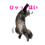 リアルなのぴこ普段使いスタンプ