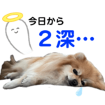 看護師の気持ちがわかるポメラニアン