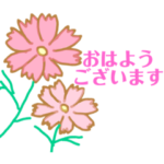 オシャレなコスモス