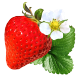 いちご狩りスタンプー実写ー