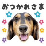 ダックスのジュニア