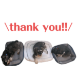 ラルフとローレンそしてネネ