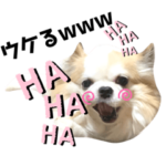 チワワのジャムくんスタンプ②