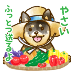 新潟弁を話す柴犬たち４（茶柴＆黒柴）