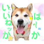 柴犬シュート〜新潟弁〜