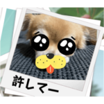 チワワのじゅん君　無料スタンプ〜