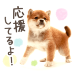 やさしい柴犬だワン！