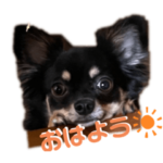 ちいたんかわいい