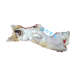 ももたんかわちい