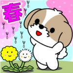 飛び出すシーズー「春」