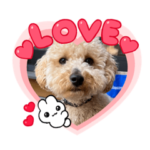 うちのロキくん