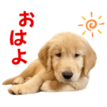 ゴールデンレトリバー らいと