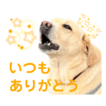 可愛いオジサンシニアイエローラブラドール