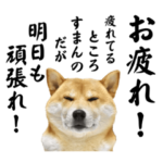 柴犬こむぎとあるじのステップ④