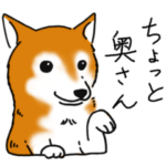 柴犬あれこれ