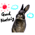 うさぎのぼると2023