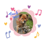 愛犬ボブくん～第3弾～