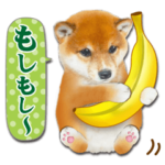 ずっと使える かわいい❤️もぐもぐ柴犬