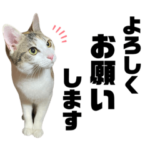 三毛猫アーニャの普段使いスタンプ