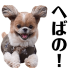 毎日はなまるさん