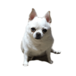 デブ犬のスタンプ 1