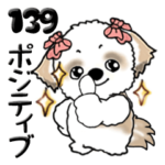 シーズー犬 139『ポジティブ』