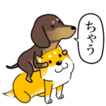 激しく尻尾をふるイヌ