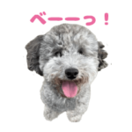 かわいい動物コミュニケーションスタンプ５