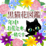 年中お花と一緒です☆黒猫花図鑑