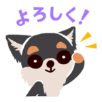 BARON BUDDIES 29 チワワ（ブラックタン）