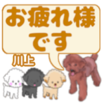 川上「かわかみ」さんのトイプードル会話