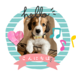 コイケル生後3ヶ月