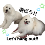 トイプードル＆ポメラニアン＆珍しいうさぎ