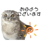 スコティッシュフォールド「トトロ」