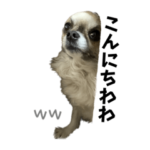フォーンチワワ★泥棒顔