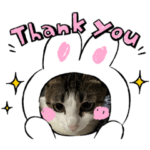 オールスターにゃんず。