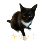 ねこのくちづけの看板ねこ