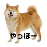 柴犬のふくまる