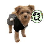 ポメプー★うにさん 2023