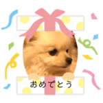 ポメラニアン もものきもち