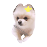 もちもちポメラニアン